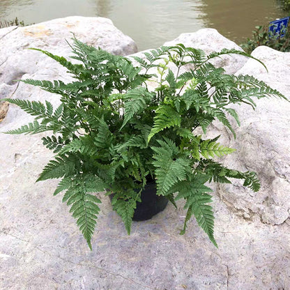 Rabbit's Foot Fern (Humata griffithiana)