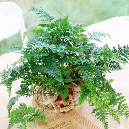 Rabbit's Foot Fern (Humata griffithiana)