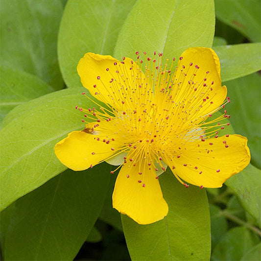 Hypericum monogynum