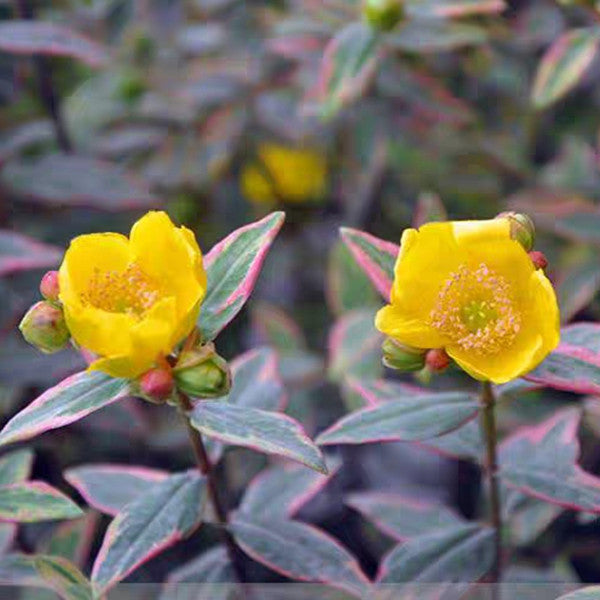 St. John's wort ( Hypericum x moserianum ' Tricolor ' )