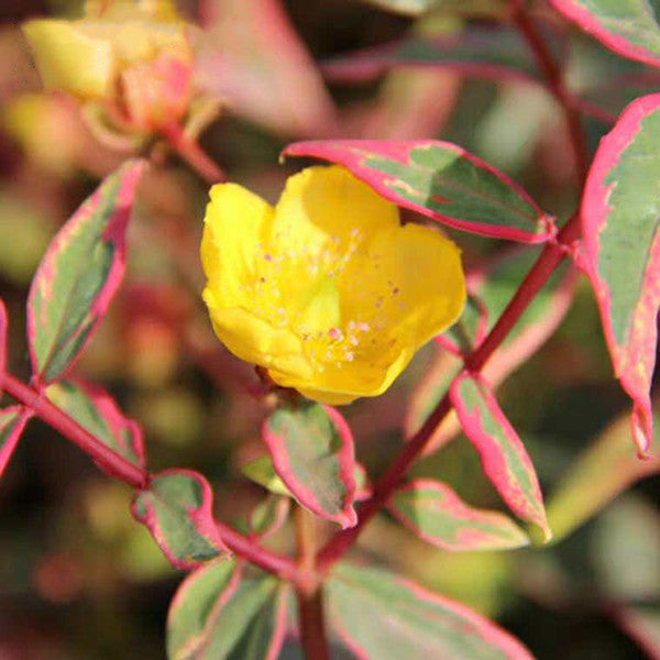 St. John's wort ( Hypericum x moserianum ' Tricolor ' )