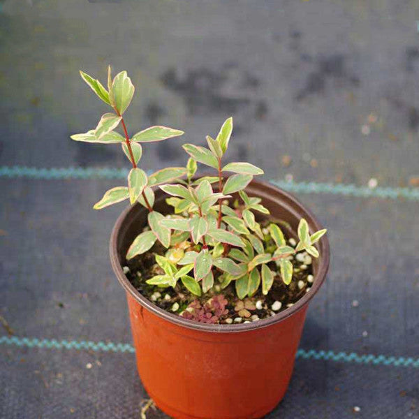 St. John's wort ( Hypericum x moserianum ' Tricolor ' )