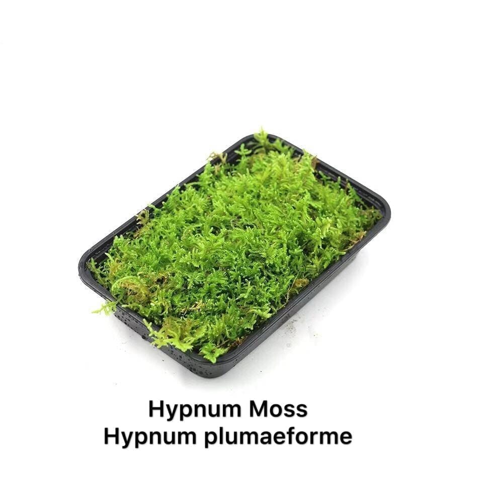 Hypnum Moss (Hypnum plumaeforme)