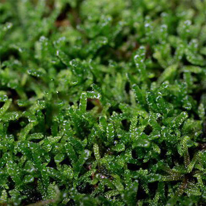 Hypnum Moss (Hypnum plumaeforme)