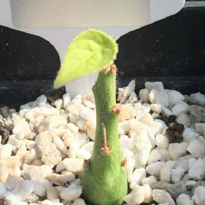 Adenia Keramanthus