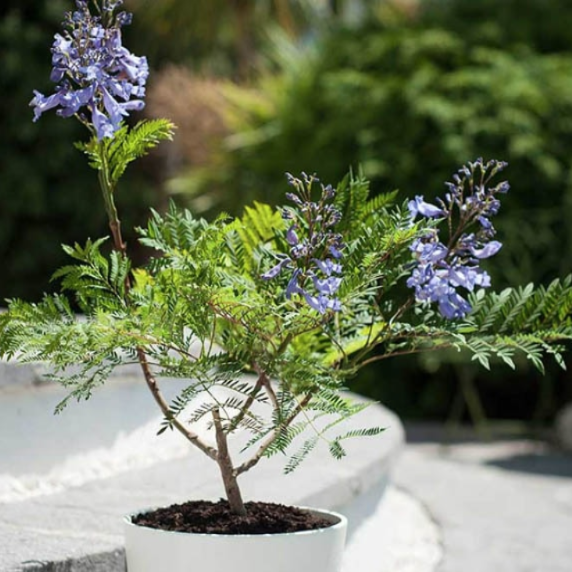 jacaranda mimosifolia bonsai tree for sale Jacaranda mimosifolia D. Don (Jacaranda Tree) for sale – My Home Nature