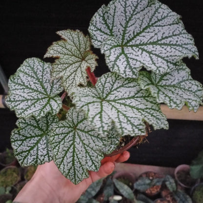 Begonia sp. Silver Leaf