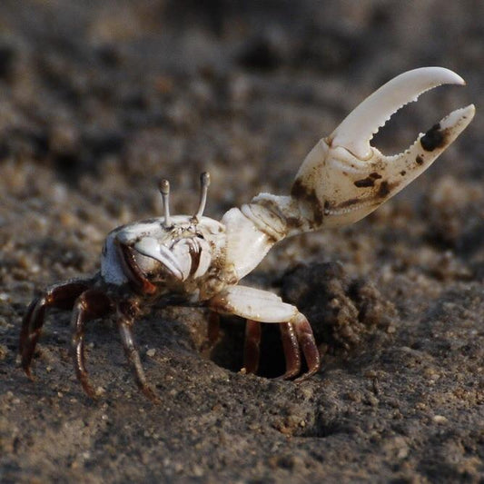 5 Red White Hand Fiddler Crabs Male & Female (Uca arcuata