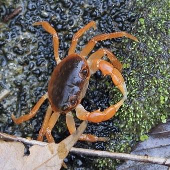 Dwarf Warrior Crab  (Geothelphusa dehaani)