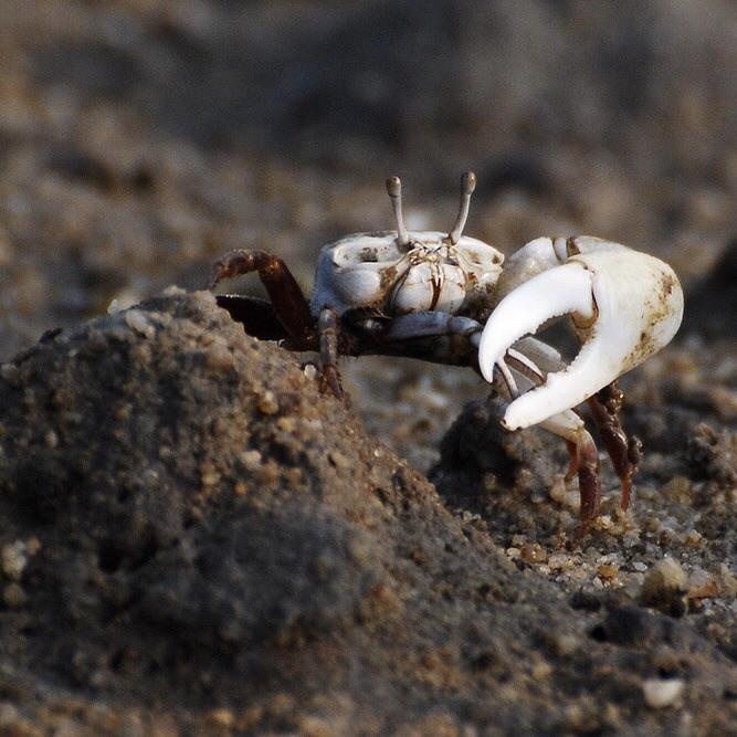 5 Red White Hand Fiddler Crabs Male & Female (Uca arcuata