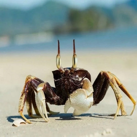 Horn-eyed Ghost Crab  (Ocypode ceratophthalmus)