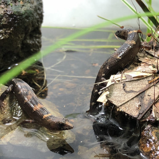 Chinese Water Skink (Tropidophorus sinicus)