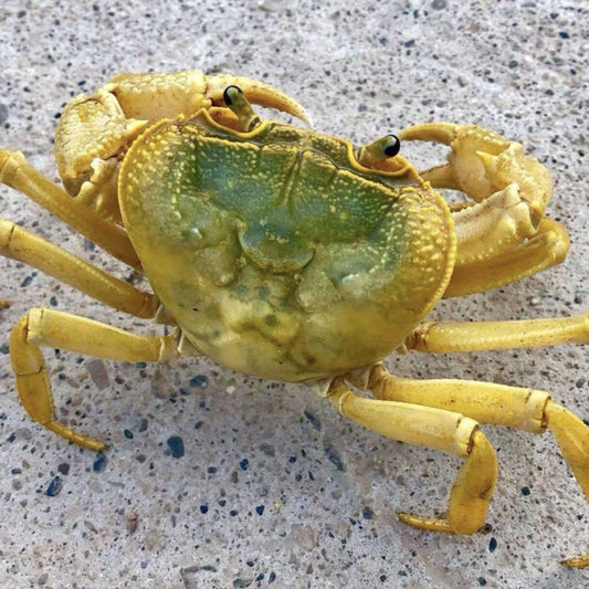 Yellow Indochinamon Crab (Indochinamon chinghungense)