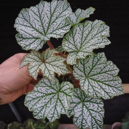 Begonia sp. Silver Leaf