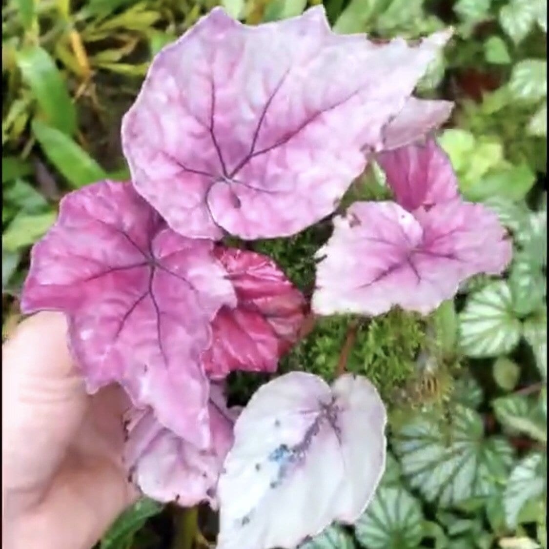 Begonia sp all pink