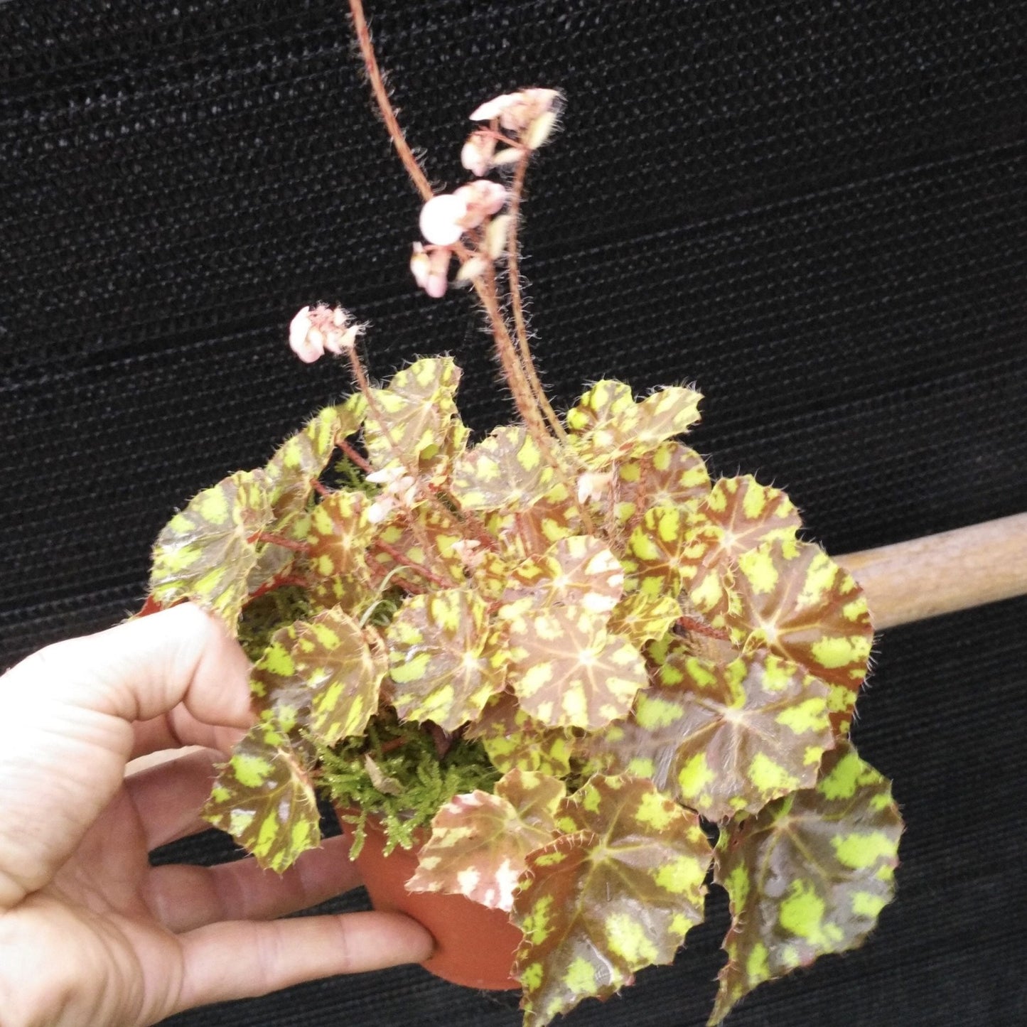 Begonia "Tiger Kitten"