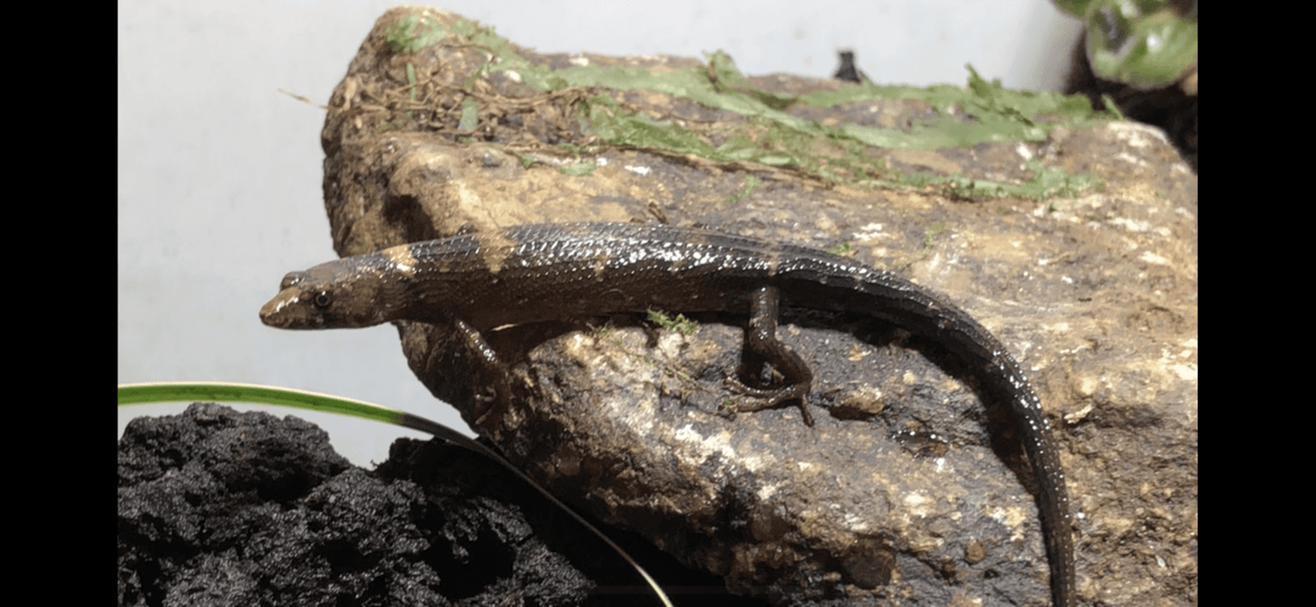 Chinese Water Skink (Tropidophorus sinicus)