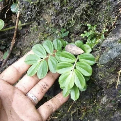 Elatostema sp
