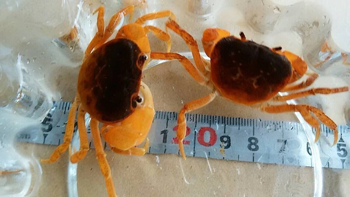 Dwarf Warrior Crab  (Geothelphusa dehaani)