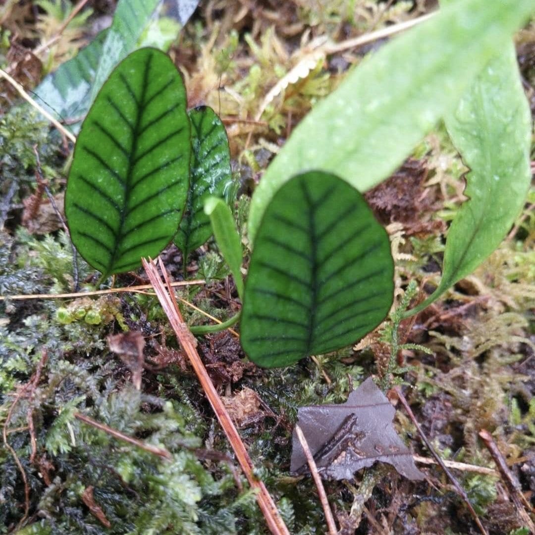 Selliguea rhynchophylla