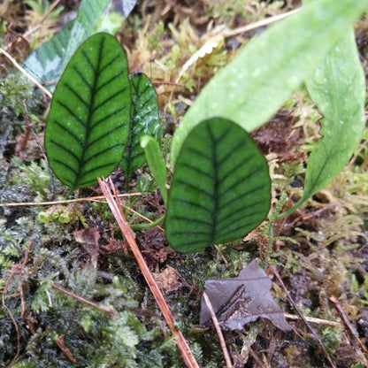 Selliguea rhynchophylla