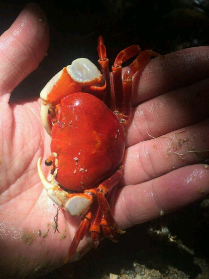 White handed Red Warrior Crab (Nanhaipotamon hongkongense)