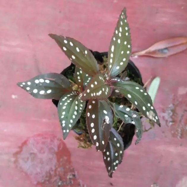 Sonerila sp. red