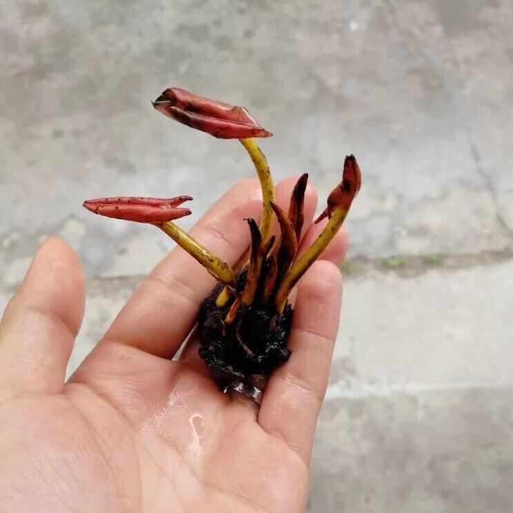 Waterlily ( Nymphaea tetragona )