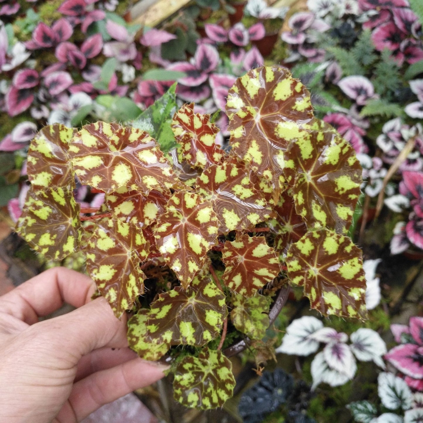 Begonia "Tiger Kitten"