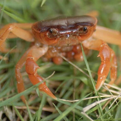 Dwarf Warrior Crab  (Geothelphusa dehaani)