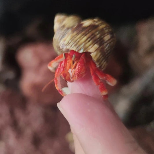 Strawberry Hermit Crab (Coenobita perlatus)
