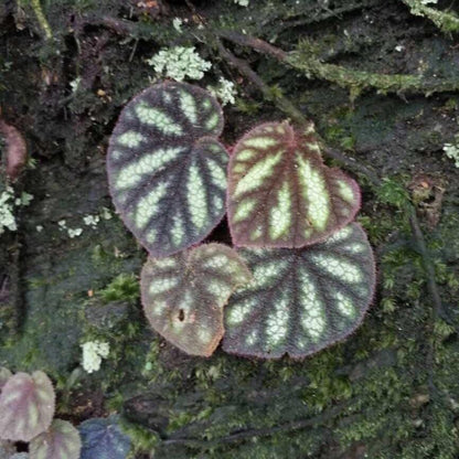 Begonia Versicolor