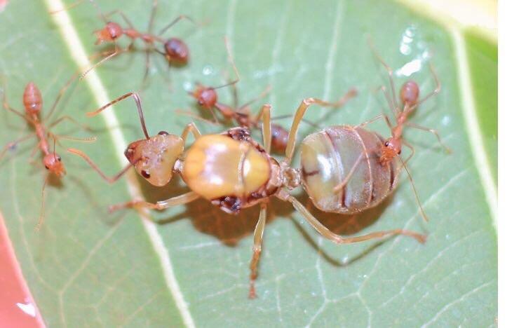 Asian Weaver Ants (Oecophylla smaragdina)