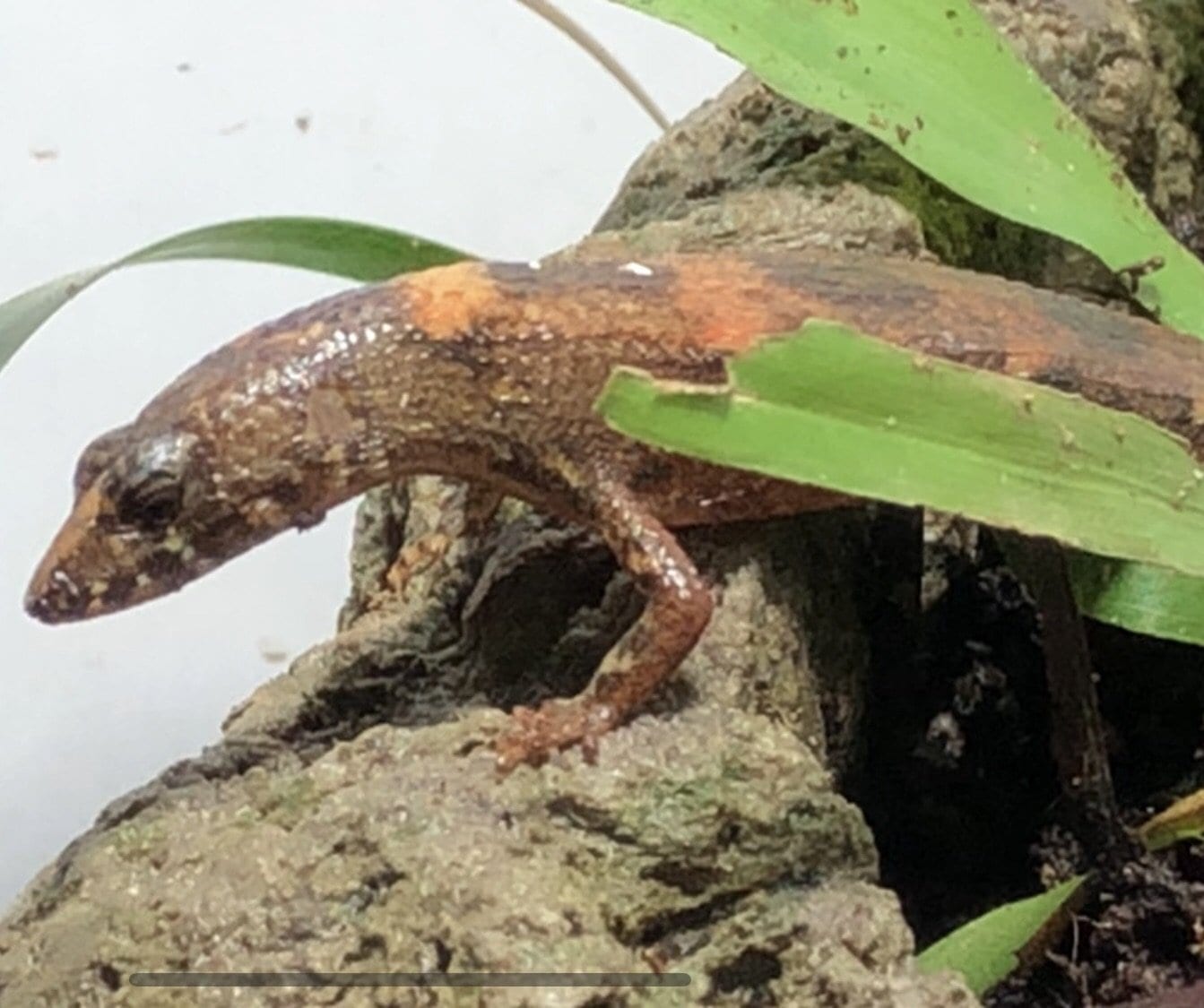 Chinese Water Skink (Tropidophorus sinicus)