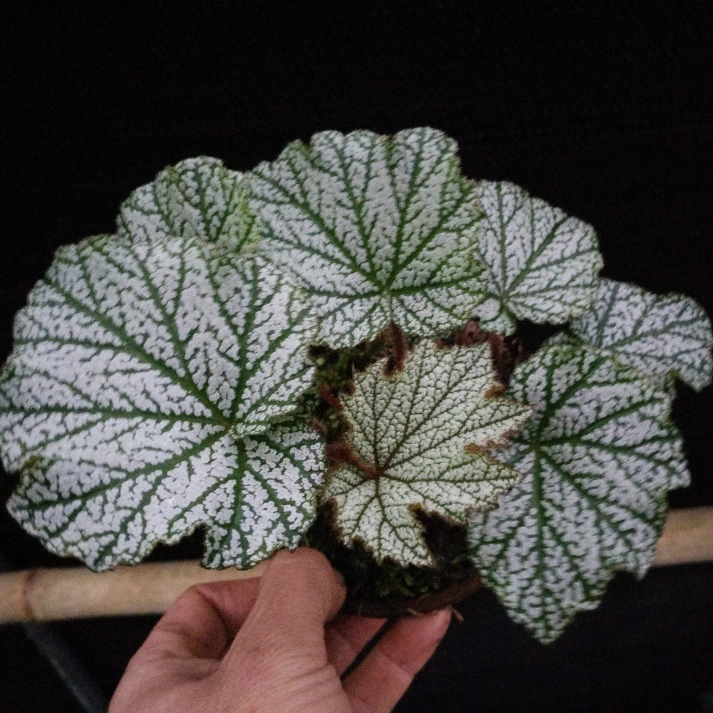 Begonia sp. Silver Leaf