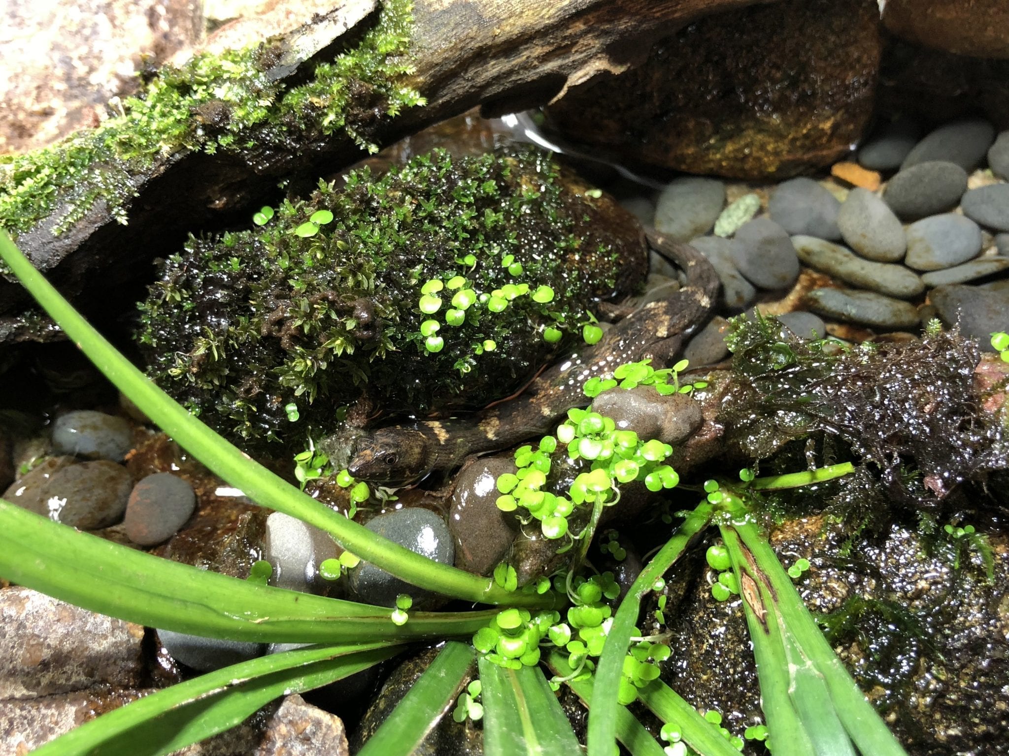 Chinese Water Skink (Tropidophorus sinicus) for Sale My Home Nature