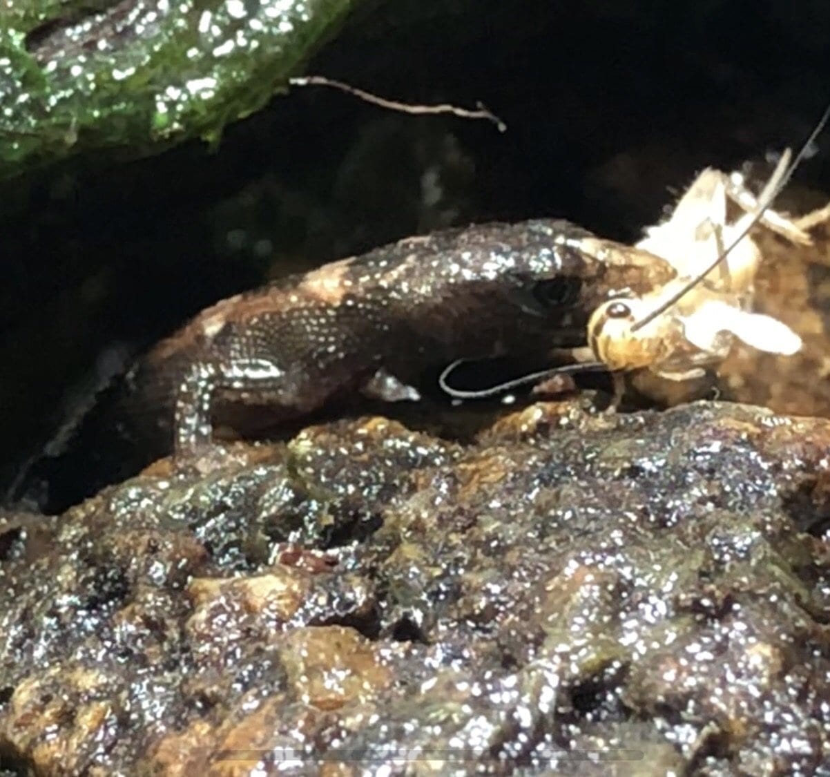 Chinese Water Skink (Tropidophorus sinicus)