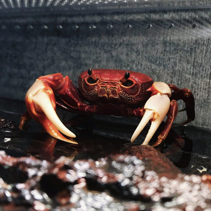 White handed Red Warrior Crab (Nanhaipotamon hongkongense)
