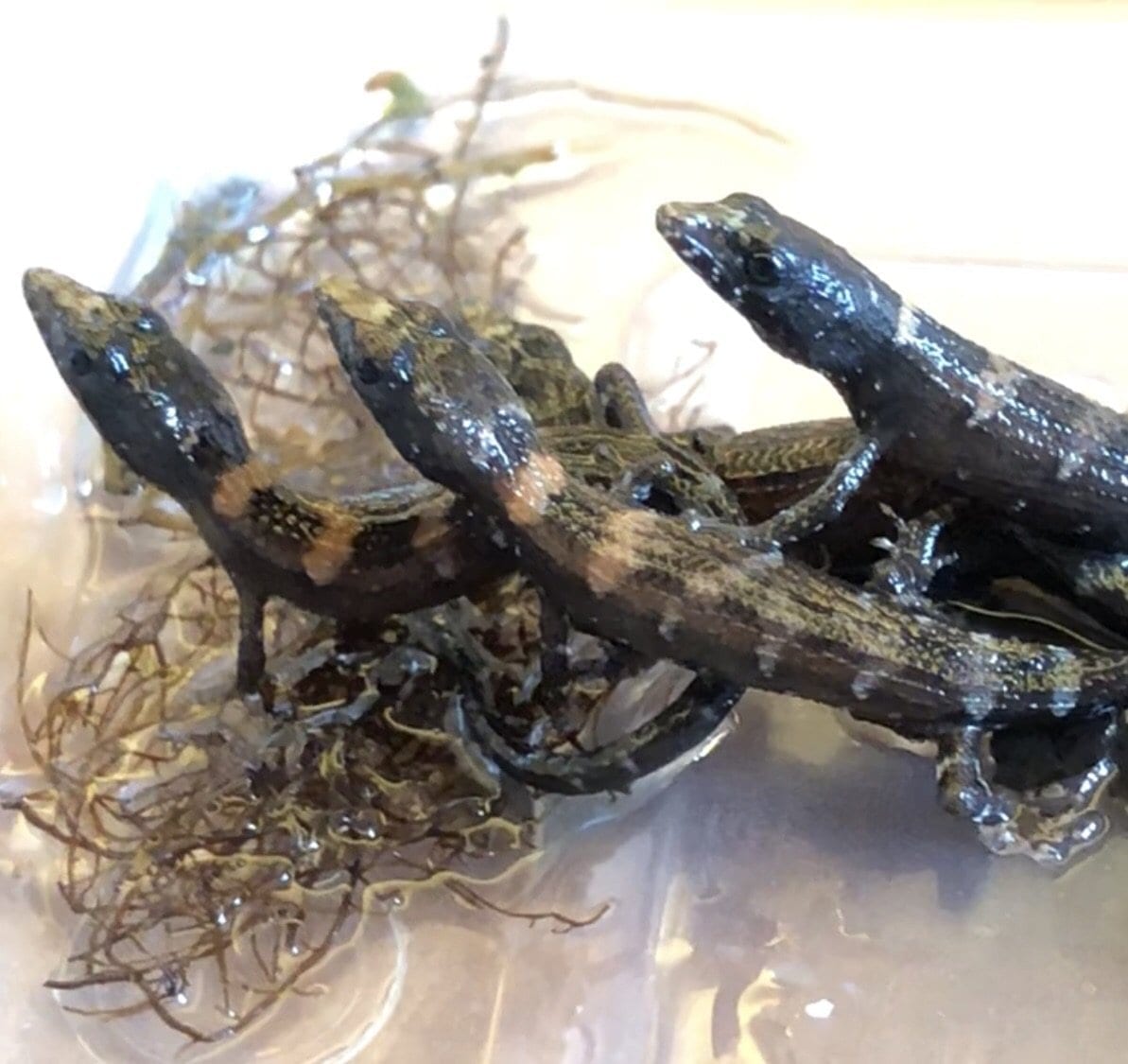 Chinese Water Skink (Tropidophorus sinicus)