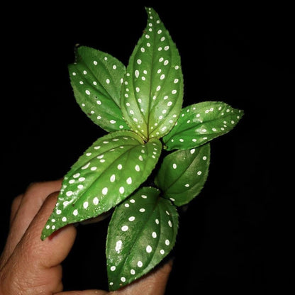 Sonerila sp. green