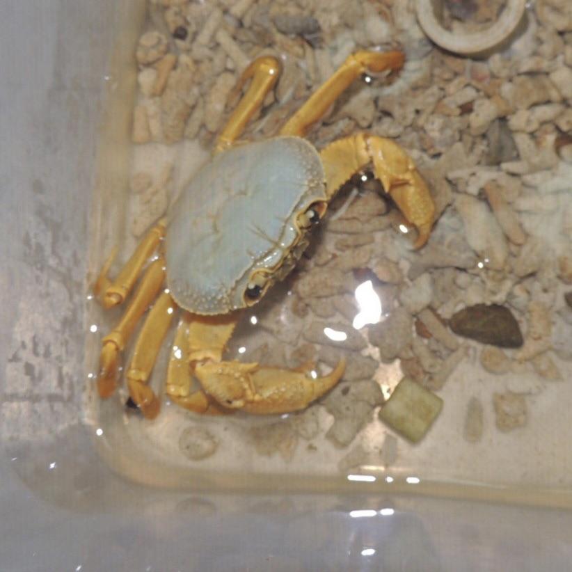 Yellow Indochinamon Crab (Indochinamon chinghungense)