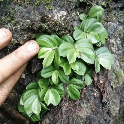 Elatostema sp