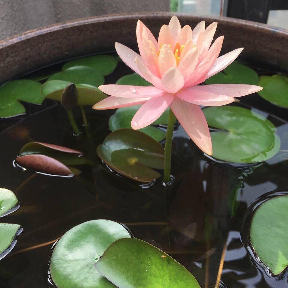 Waterlily ( Nymphaea tetragona )