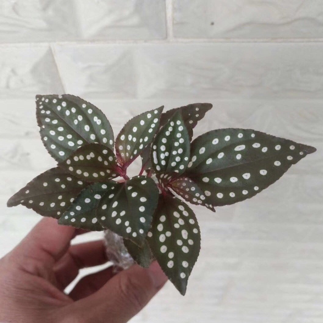 Sonerila sp. red