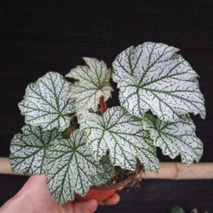 Begonia sp. Silver Leaf