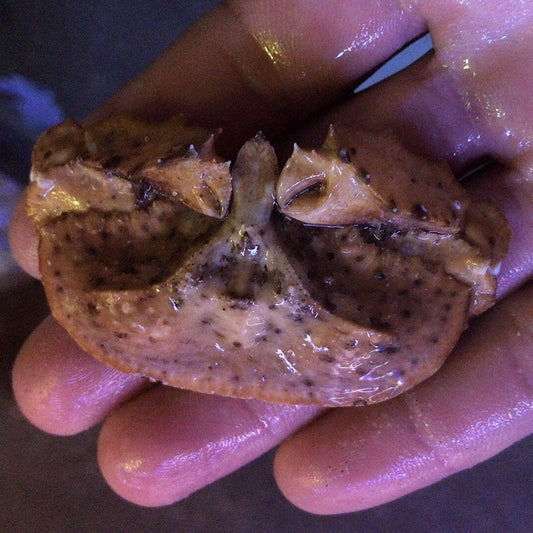 Legless Crab (Cryptopodia fornicata)