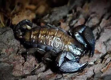 Dwarf Wood Scorpion (Liocheles australasiae)