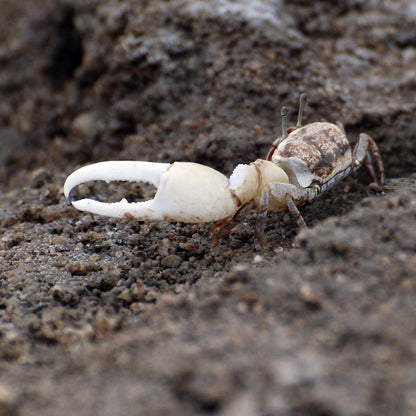 5 Red White Hand Fiddler Crabs Male & Female (Uca arcuata