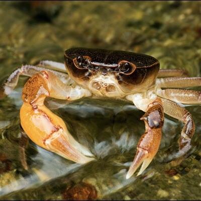 Dwarf Warrior Crab  (Geothelphusa dehaani)
