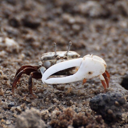 5 Red White Hand Fiddler Crabs Male & Female (Uca arcuata
